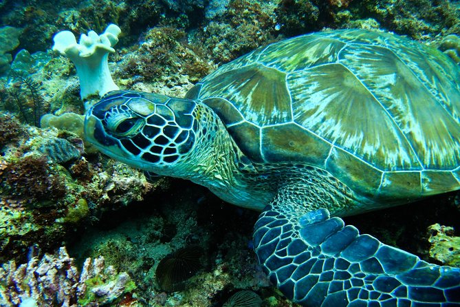 Scuba Diving in Boracay: SSI Basic Diver for Beginners - The value of $63