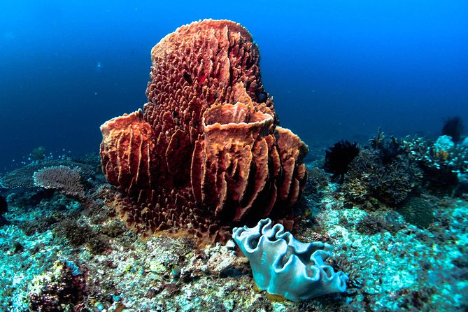 Scuba Diving in Boracay: SSI Basic Diver for Beginners - Why the Basic Diver format works