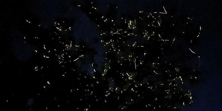 Shared Firefly Watching Cruise on Bohol’s Scenic Loboc River - Key points before you book