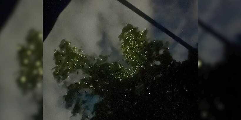 Shared Firefly Watching Cruise on Bohol’s Scenic Loboc River - What the 27-minute boat ride feels like