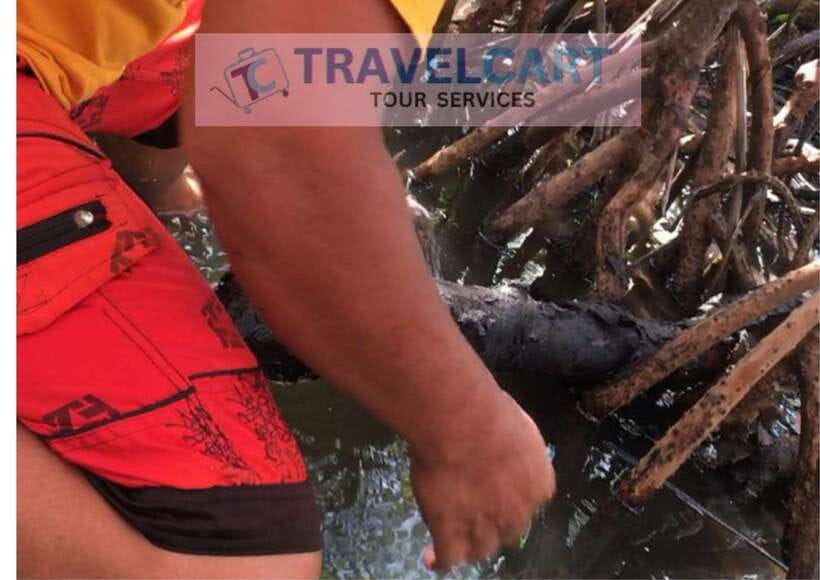 Shared Underground River with Mangrove Paddle Boat & LUNCH - Tamilok, dead branches, and a local food tradition