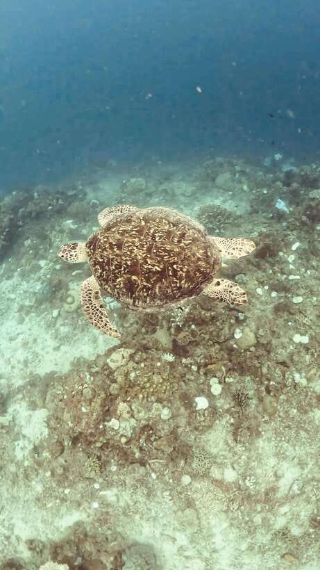 Siquijor: Freediving Adventure with Lunch and Beach Time - Key points to know before booking