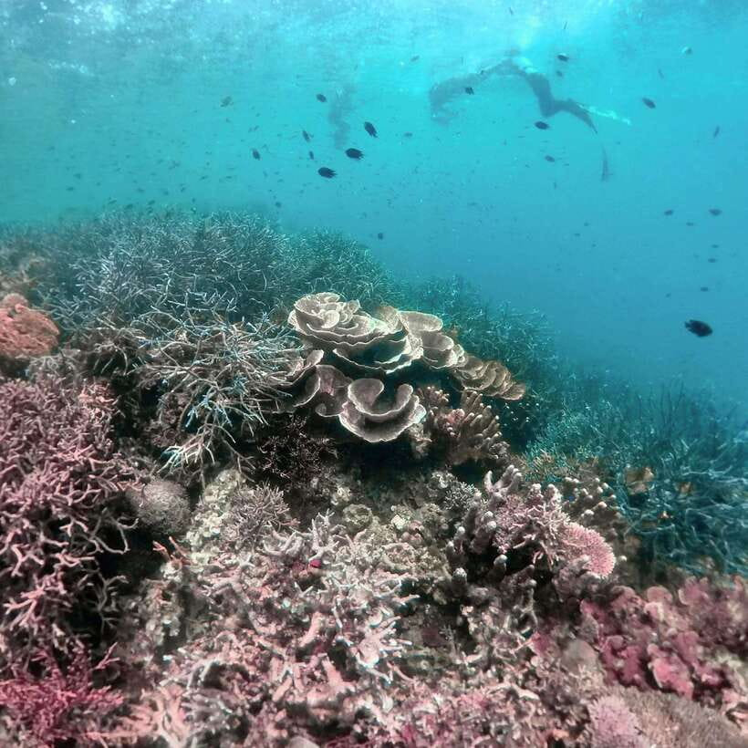 Siquijor: Freediving Adventure with Lunch and Beach Time - What the Siquijor day is really about