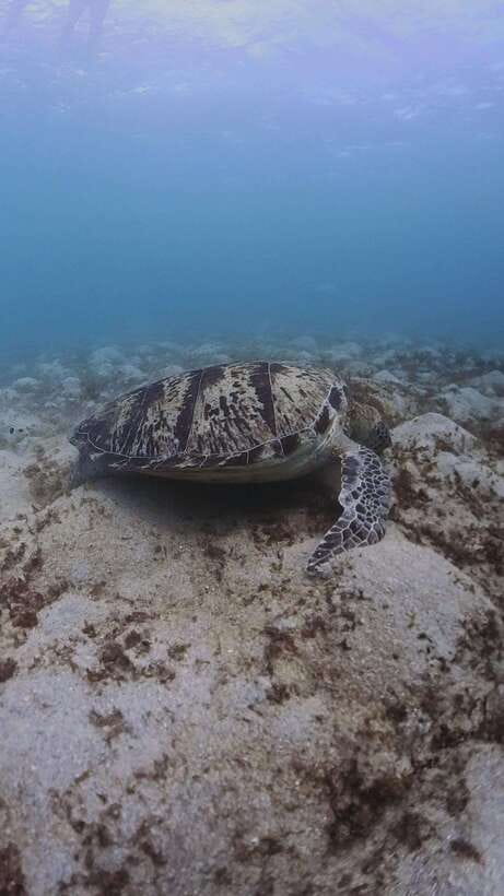 Siquijor: Freediving Adventure with Lunch and Beach Time - Starting in Siquijor and getting on the road