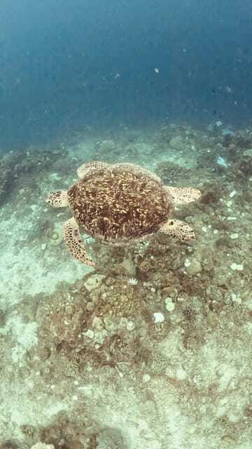Siquijor: Jeepney Island Tour with Snorkeling - Who should book this island day?
