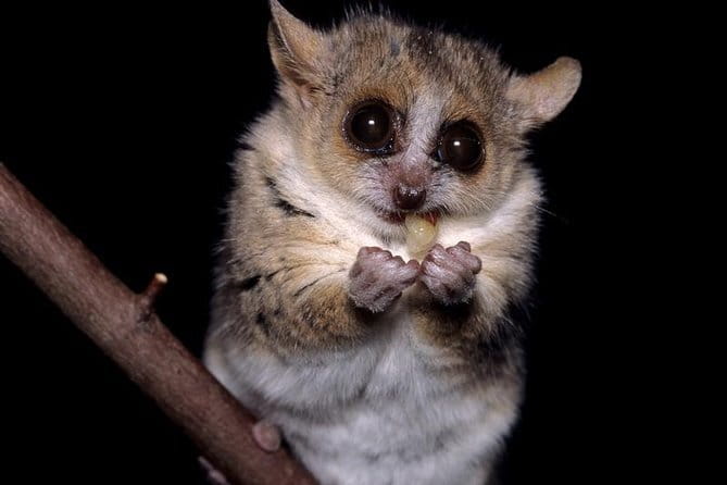 Siquijor Land Tour - Mount Bandilaan provides the island views