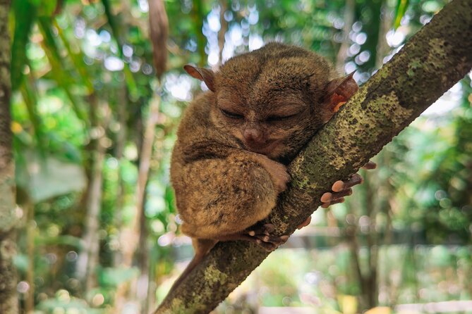 The tour of the must-see sites of Bohol - Meeting the tiny tarsiers