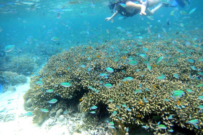 Twin Island Snorkeling Adventure at Hiltungan and Nalsuan - Key points to know before booking