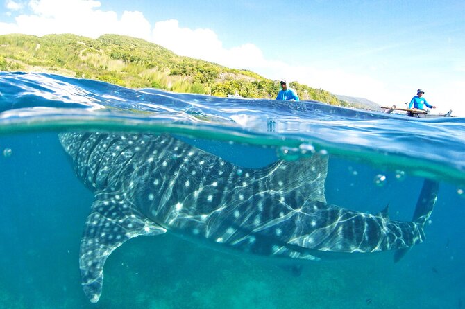 Whale Shark, Canyoneering, Sardines Run and Turtles with Transpo - One long day, three very different Cebu experiences