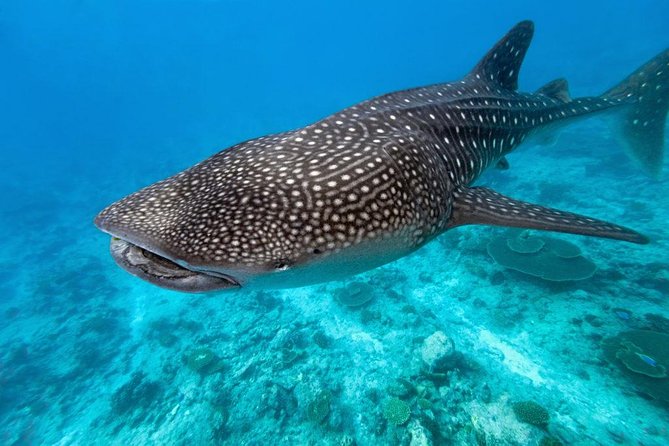 Whale Shark Encounter and Sumilon Sandbar with Kawasan Falls - Guides, drivers, and what private really means