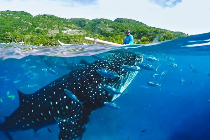 Whale Shark Encounter and Tumalog Waterfalls Tour - The whale shark morning in Oslob