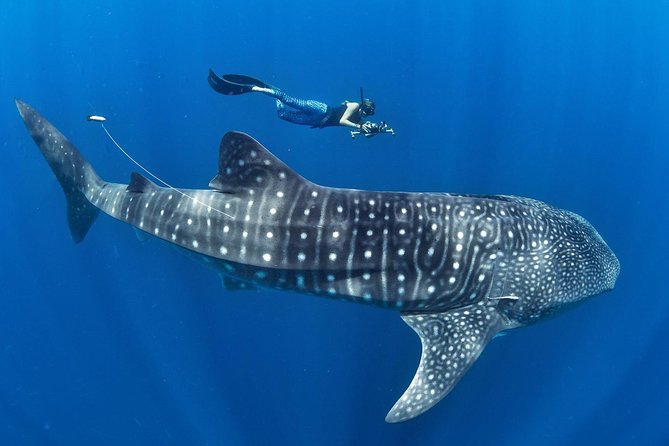 Whale Shark Encounter & Sumilon Sandbar & Canyoneering in Kawasan Falls - Why this Cebu day is worth the early start