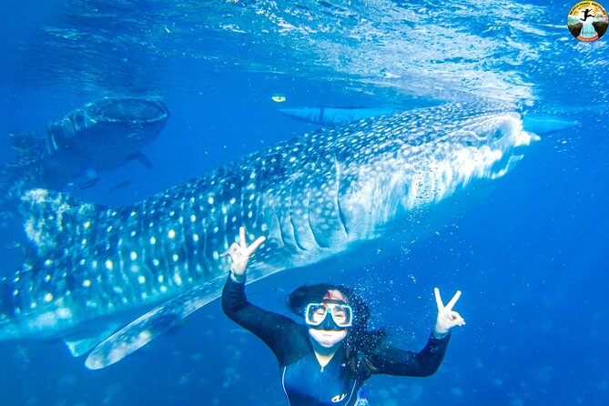 Whale Shark Swimming, Tumalog Falls and Kawasan Canyoneering - A 3:00 am start for Cebu’s biggest water day