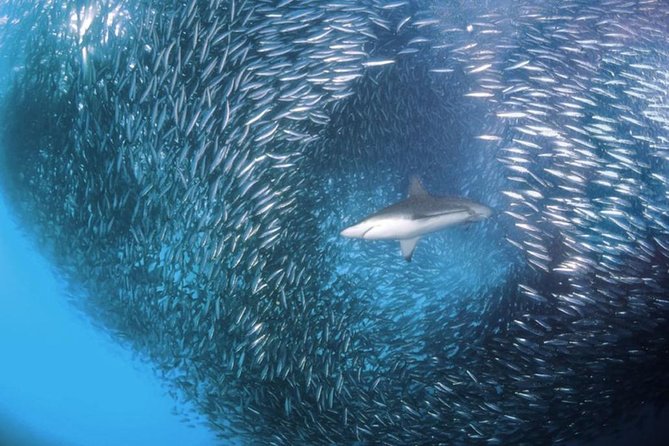 Whale Shark & Tumalog Falls & Sumilon Sandbar & Pescador Island with Sardines - The road to Moalboal is part of the bargain