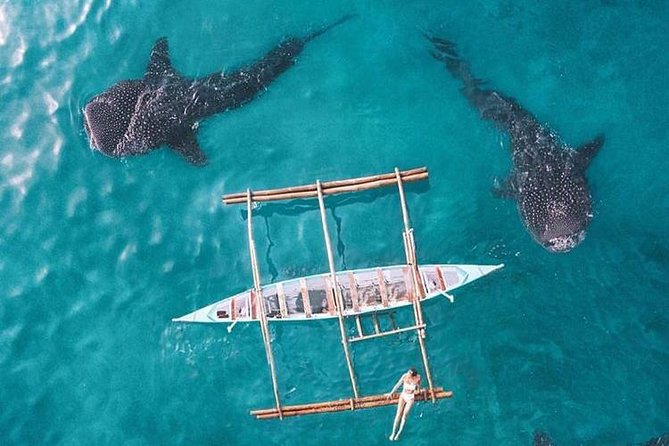 Whale Shark & Tumalog Falls & Sumilon Sandbar & Pescador Island with Sardines - The sardine run and sea turtles are the payoff