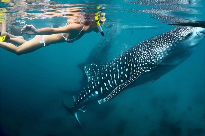 A snorkeller swimming alongside a whale shark in clear water off Oslob, Cebu