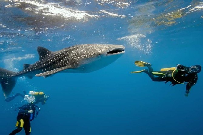 Whale Shark Watching and Sumilon Sandbar Private Tour Package - Tumalog Falls, five kilometers away