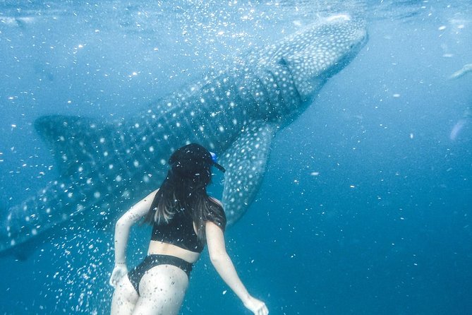 Whale Shark Watching & Tumalog Falls & Kawasan Falls - Meals, fees, and what you still pay for