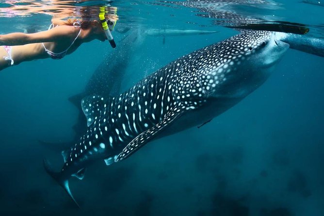 Whale Shark Watching & Tumalog Falls & Kawasan Falls - Tumalog Falls is the first cooldown