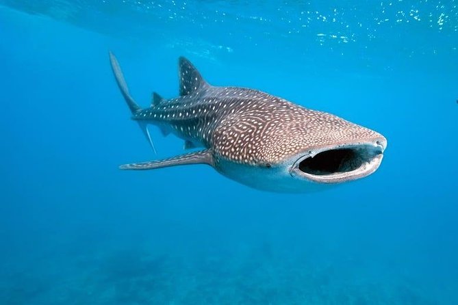 Whale Shark Watching with Sumilon Sandbar and Kawasan Falls Tour - Whale shark watching in Oslob
