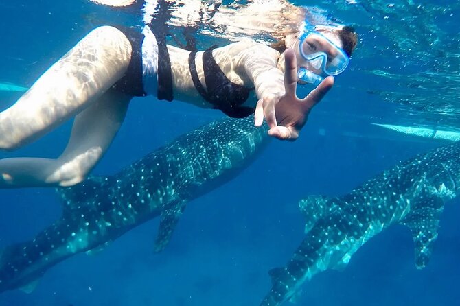 Whale Watching in Sumilon Island with Ocean View Resort and Lunch - Why this Cebu day trip works