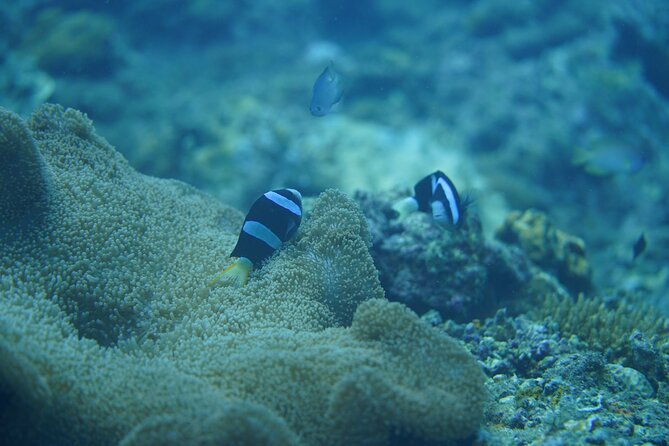 Wonderful Snorkeling Trip from Manila! updated 2023*** - The long road from Manila to Batangas