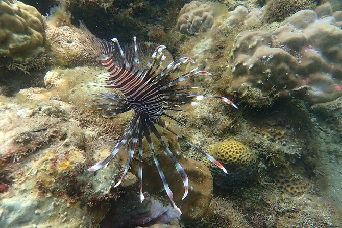Wonderful Snorkeling Trip from Manila! updated 2023*** - What the restaurant changes about the day